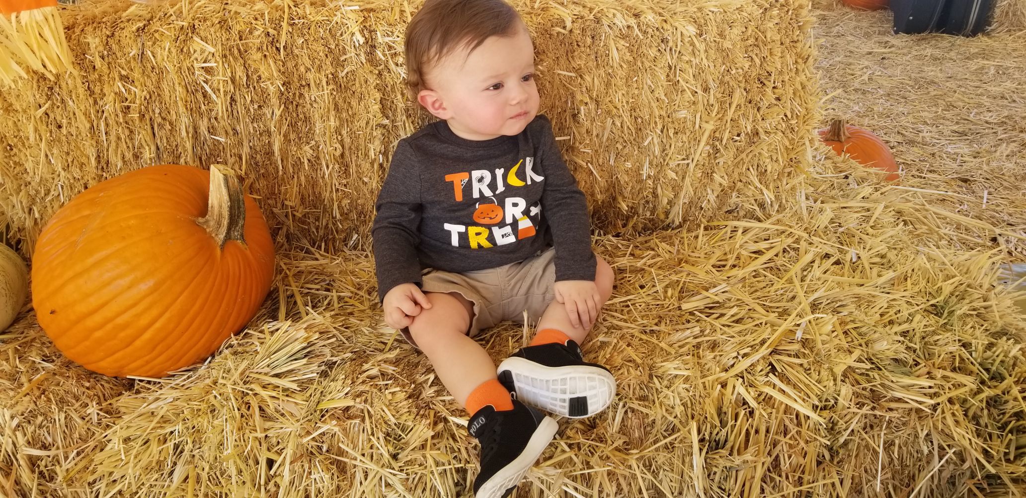 Pumpkin Patch
